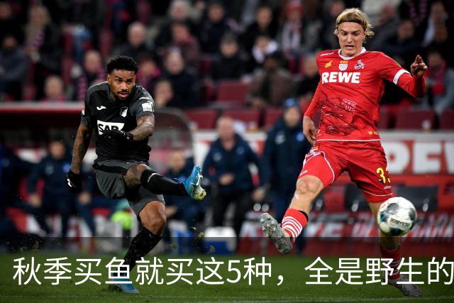 秋季买鱼就买这5种，全是野生的，人工养不了，比养殖鱼更香