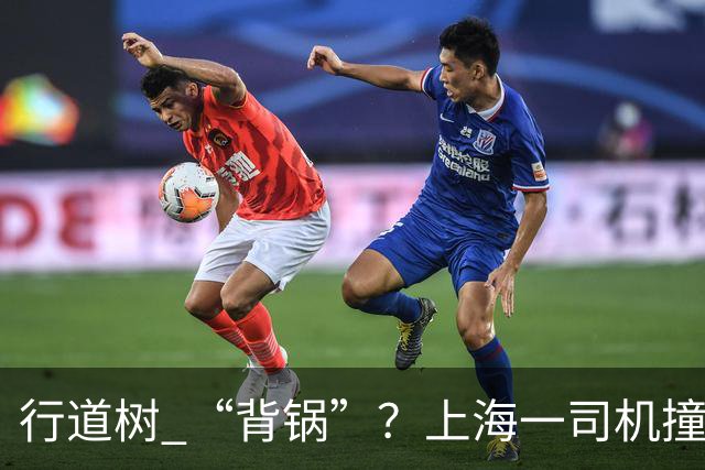 行道树 “背锅”？上海一司机撞树后主张树木全责，结果来了